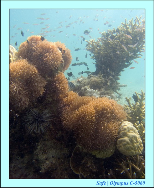 2006 - 07 - Kapas - Plongee 3 - 01